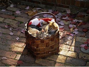 《巫师》系列新作使用虚幻5开发支持协作玩法