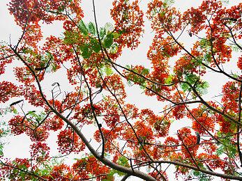 《暗黑破坏神》之父David Brevik 加入《火炬之光：无限》团队